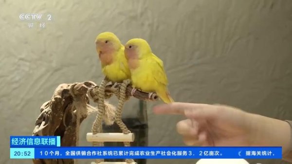 路易泽 “鹦鹉+饮品+社交”？“爱鸟热”兴起 养殖基地迎订单热潮